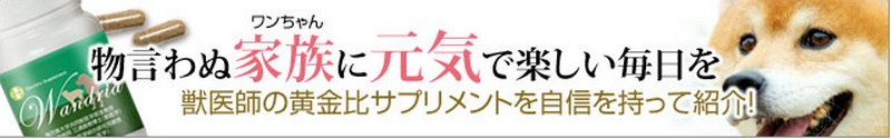 ワンドリア情報サイト